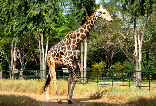 national zoological park, delhi tickets